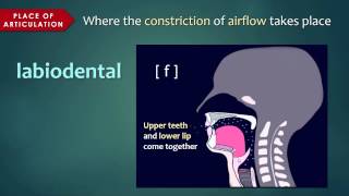 Introduction to Articulatory Phonetics Consonants [upl. by Nirtiak713]