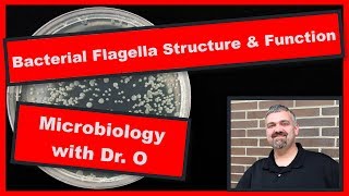 Bacterial Flagella Structure and Function Microbiology [upl. by Alenas]