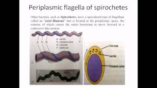 Periplasmic flagella [upl. by Keligot]