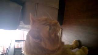 Cat Breathing Problem Laryngeal Paralysis [upl. by Elmira]