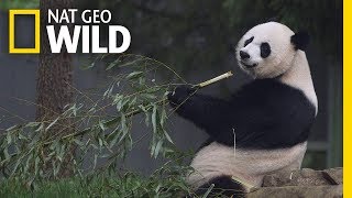 Giant Pandas 101  Nat Geo Wild [upl. by Odeen]