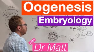 Oogenesis  Embryology [upl. by Fitzpatrick397]