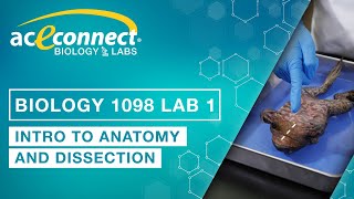 Biology Lab  Intro to Anatomy and Dissection [upl. by Asiuqram]