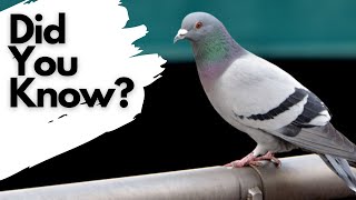 Things you need to know about FERAL PIGEONS [upl. by Lleraj]