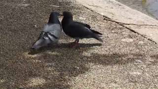 Feral Pigeons courting and mating [upl. by Hashum400]