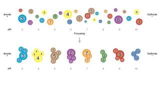 isoelectric focusing of proteins [upl. by Ayekehs]