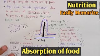 Absorption of food in small intestine  Villi  Class 11 Biology [upl. by Airotkciv]