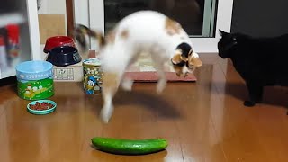 Cats vs Cucumbers A Compilation [upl. by Eimoan]