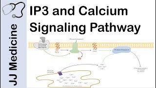 Inositol Triphosphate IP3 and Calcium Signaling Pathway  Second Messenger System [upl. by Cranford318]