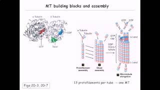 Microtubule structure and assembly [upl. by Imefulo]