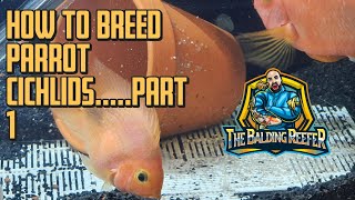 How to breed parrot Cichlids  Part 1 [upl. by Mukund]