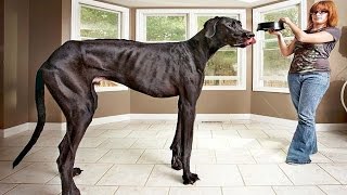 The Worlds Tallest dog  Guinness World Records [upl. by Stefano]