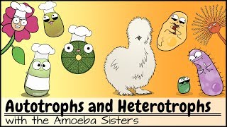 Autotrophs and Heterotrophs [upl. by Innig]