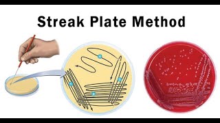 Lab technique microbiology Streak plate method [upl. by Dippold]