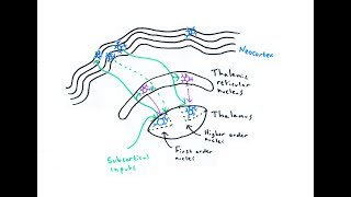 The Thalamus [upl. by Ysle678]