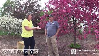 Why you should plant a crabapple [upl. by Naihs]