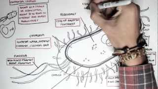 Microbiology  Bacteria Structure [upl. by Camel612]