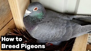 How to Breed Pigeons  Step by Step [upl. by Assillem]