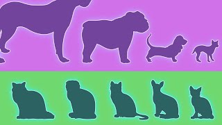 Dogs vs Cats The Diversity Paradox [upl. by Aneerol]