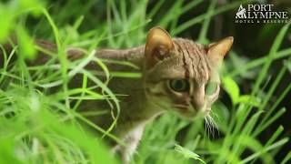 Small Carnivore September Species Spotlight Rusty Spotted Cat [upl. by Llennej497]