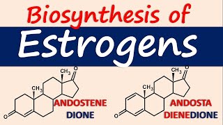 Estrogens  Biosynthesis and chemical synthesis [upl. by Eelrak61]