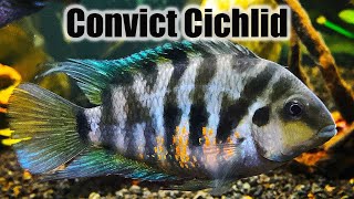 Convict Cichlid  Care Guide amp Species Profile [upl. by Kina]