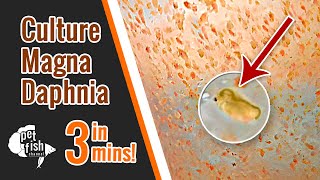 How to culture DAPHNIA MAGNA  The easy way [upl. by Onimod]