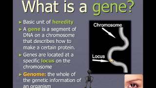 Chromosomes genes and alleles IB Biology [upl. by Elohc972]