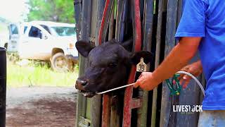 Cattle Deworming Program [upl. by Atibat]