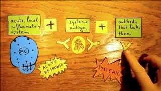 Anaphylactic Shock  Pathophysiology [upl. by Conant]