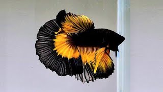 10 Most Beautiful Betta Fish in the World [upl. by Adeys]