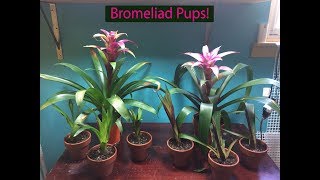 How To Bromeliad Pup Propogation [upl. by Alexa]