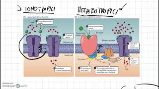 Recettori ionotropici e metabotropici [upl. by Collyer]