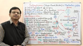 Diabetes Mellitus Part10 Mechanism of Action of Sulfonylurease  Antidiabetic Drugs  Diabetes [upl. by Inajna]