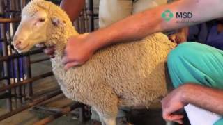 Sheep Subcutaneous Injection technique [upl. by Elane460]