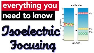 Isoelectric focusing II Protein Electrophoresis [upl. by Monjan]