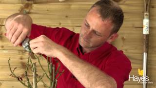 How To Prune Your Roses After Flowering [upl. by Steere]