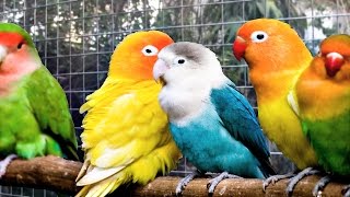 Lovebirds singing and chirping 1 hour Agapornis sound [upl. by Ecinuahs370]