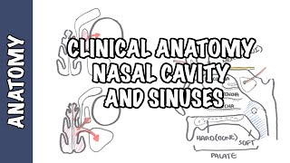 Clinical Anatomy  Nasal Cavity and Sinuses [upl. by Raney]