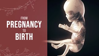 Pregnancy  How a Wonder is Born Animation [upl. by Sutton]