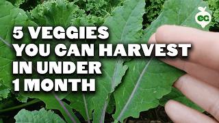 5 Fast Growing Veggies You Can Harvest in Under 1 Month [upl. by Anits]