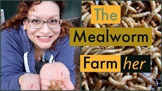 The Mealworm Farmher  Sustainable Farm Tour  Chickenlandia Stories [upl. by Garald]