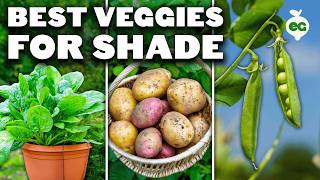 12 Perfect Vegetables To Grow in a Shady Garden Space [upl. by Euqenimod]