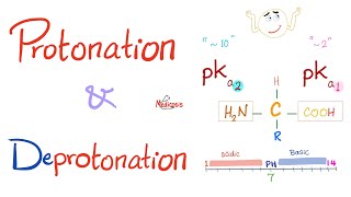 Amino Acids Part 3 pH and Pka  Biochemistry for MCAT DAT NEET [upl. by Manuela]