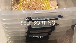 How to Raise Mealworms for your homestead and pets [upl. by Moule]