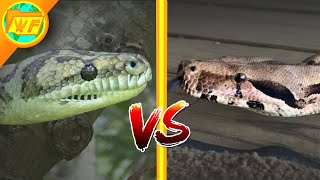 Boa vs Python  Whats the difference between Constrictors Boas and Pythons [upl. by Darleen924]