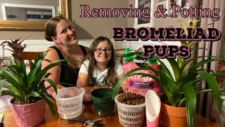 BROMELIAD PUPS Remove amp Pot Propagating Bromeliads [upl. by Sualakcin]