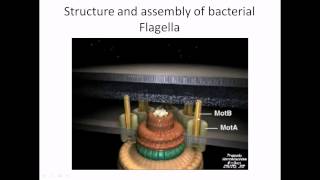 Flagella structure and assembly [upl. by Rehctaht38]