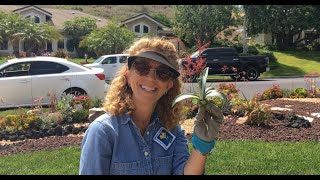 Propagating pups from Agave mediopicta Alba [upl. by Ecnahs794]