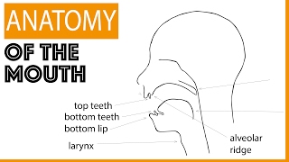 Anatomy of the Mouth [upl. by Eanrahs]